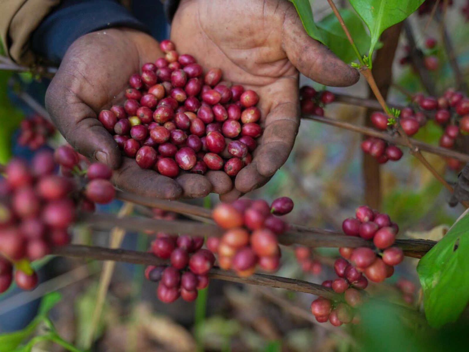 Ripe Excelsa coffee cherries being hand-picked