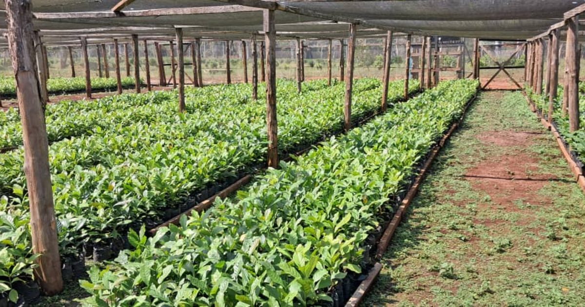 Teak seedlings in the ETC nursery